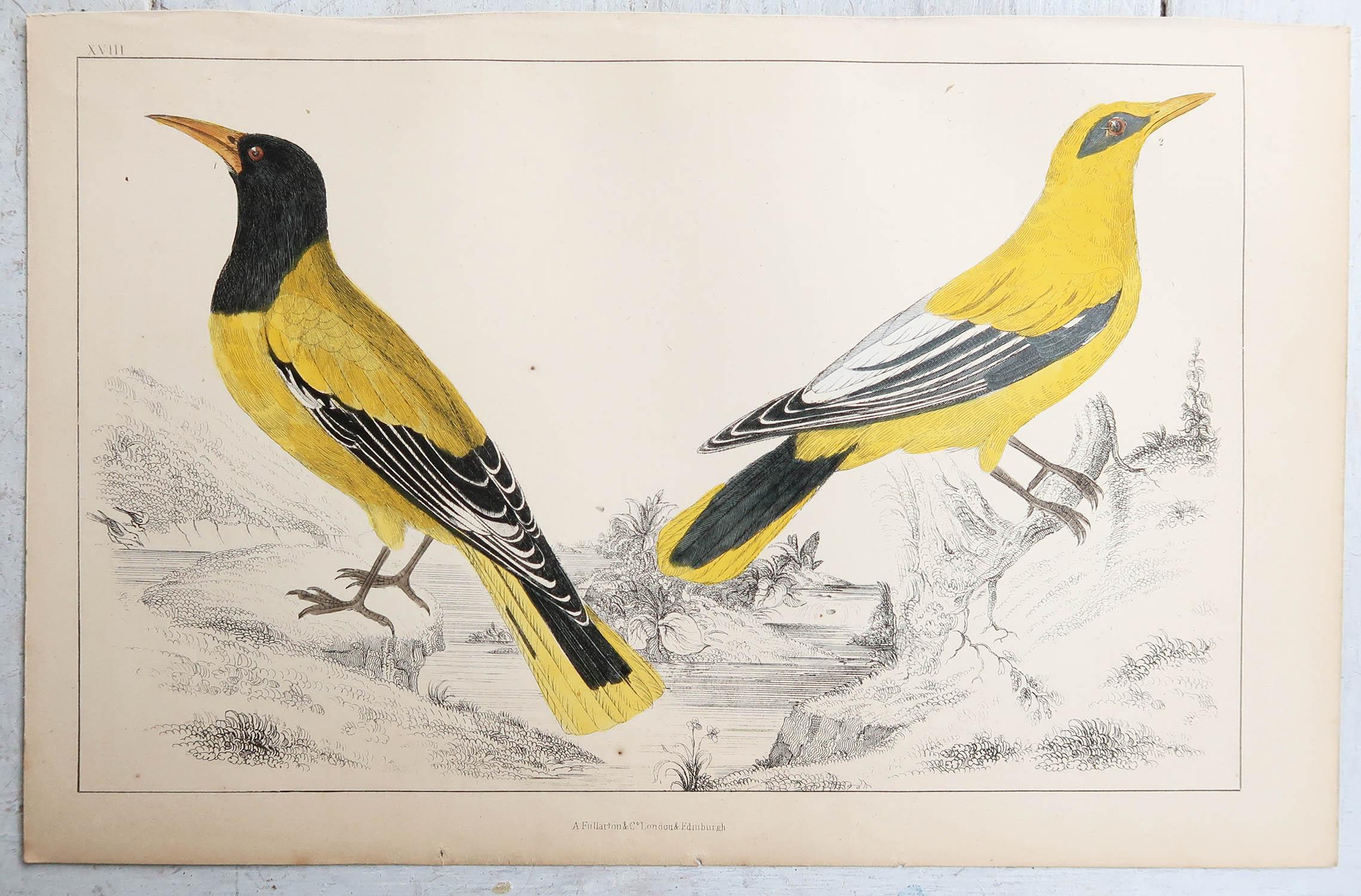 Artisanat Impression ancienne d'origine d'oriole dorée, 1847, non encadrée en vente