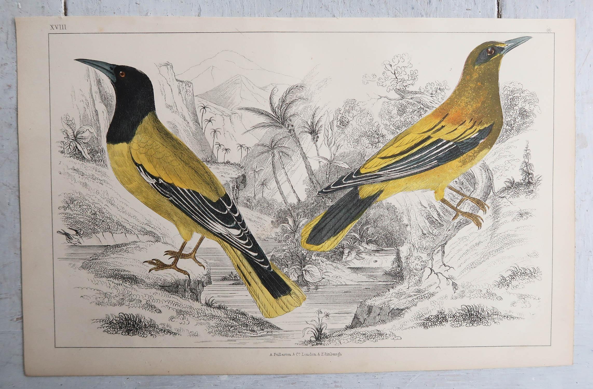 English Original Antique Print of Golden Oriole, 1847 'Unframed' For Sale