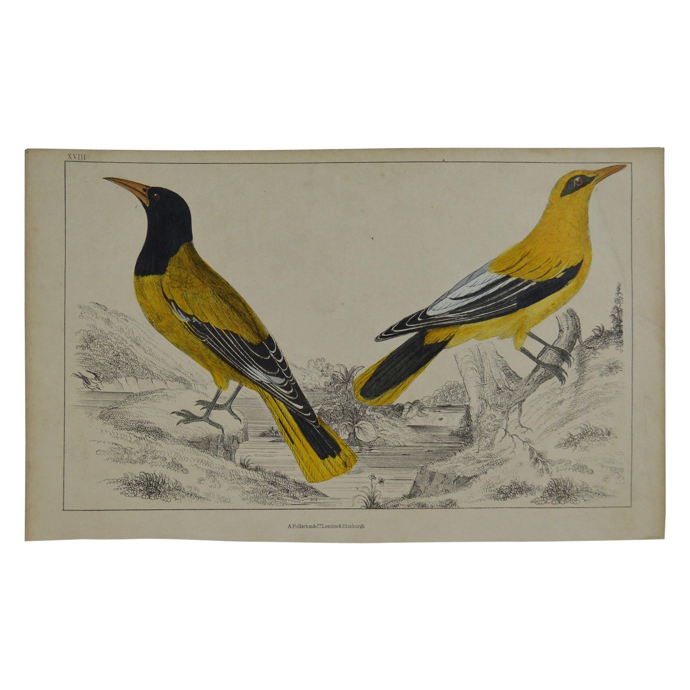 Original Antique Print of Golden Oriole, 1847 'Unframed'