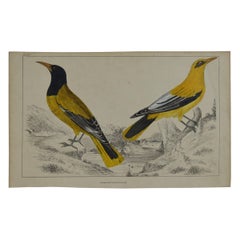 Original Antique Print of Golden Oriole, 1847 'Unframed'