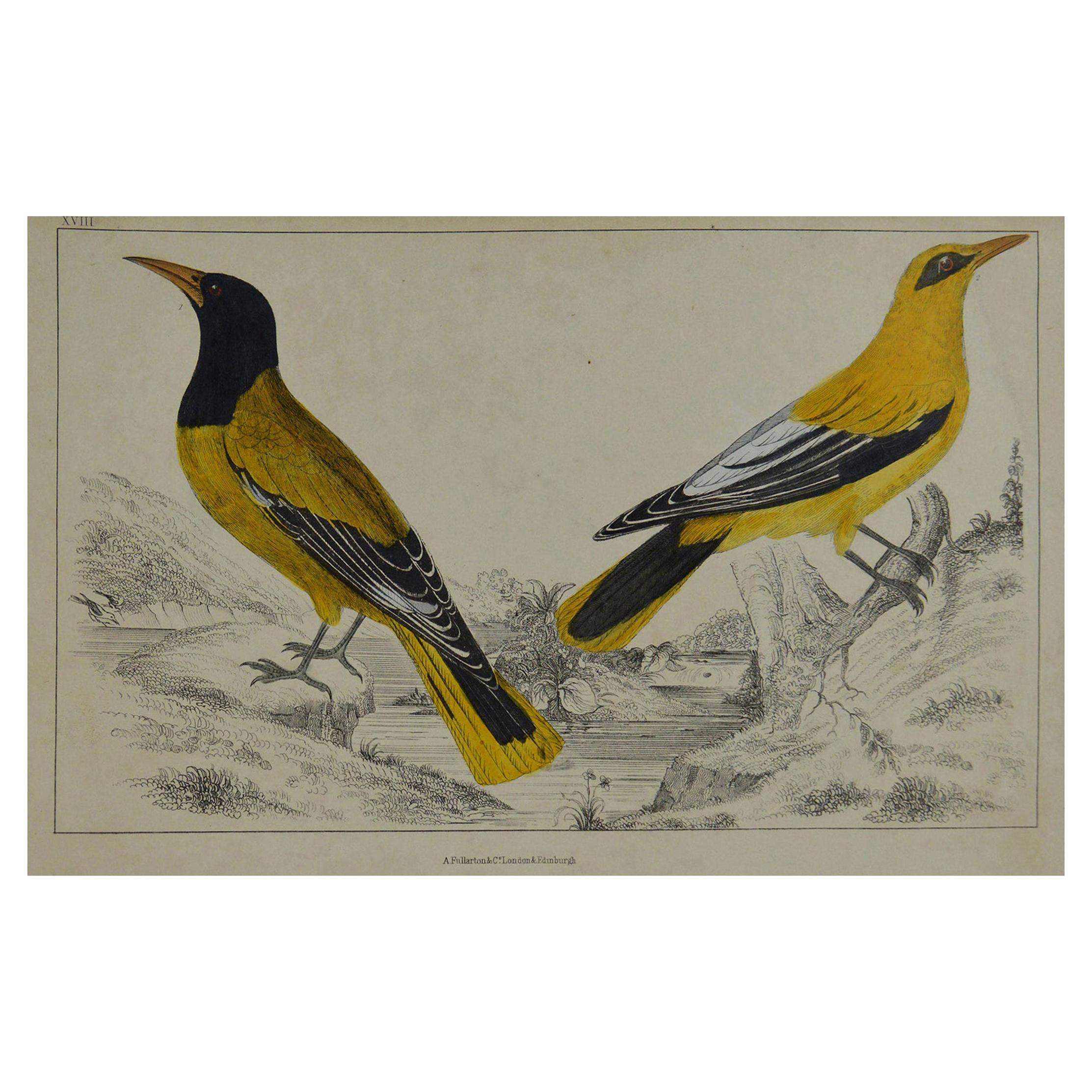 Original Antique Print of Golden Oriole, 1847 'Unframed'