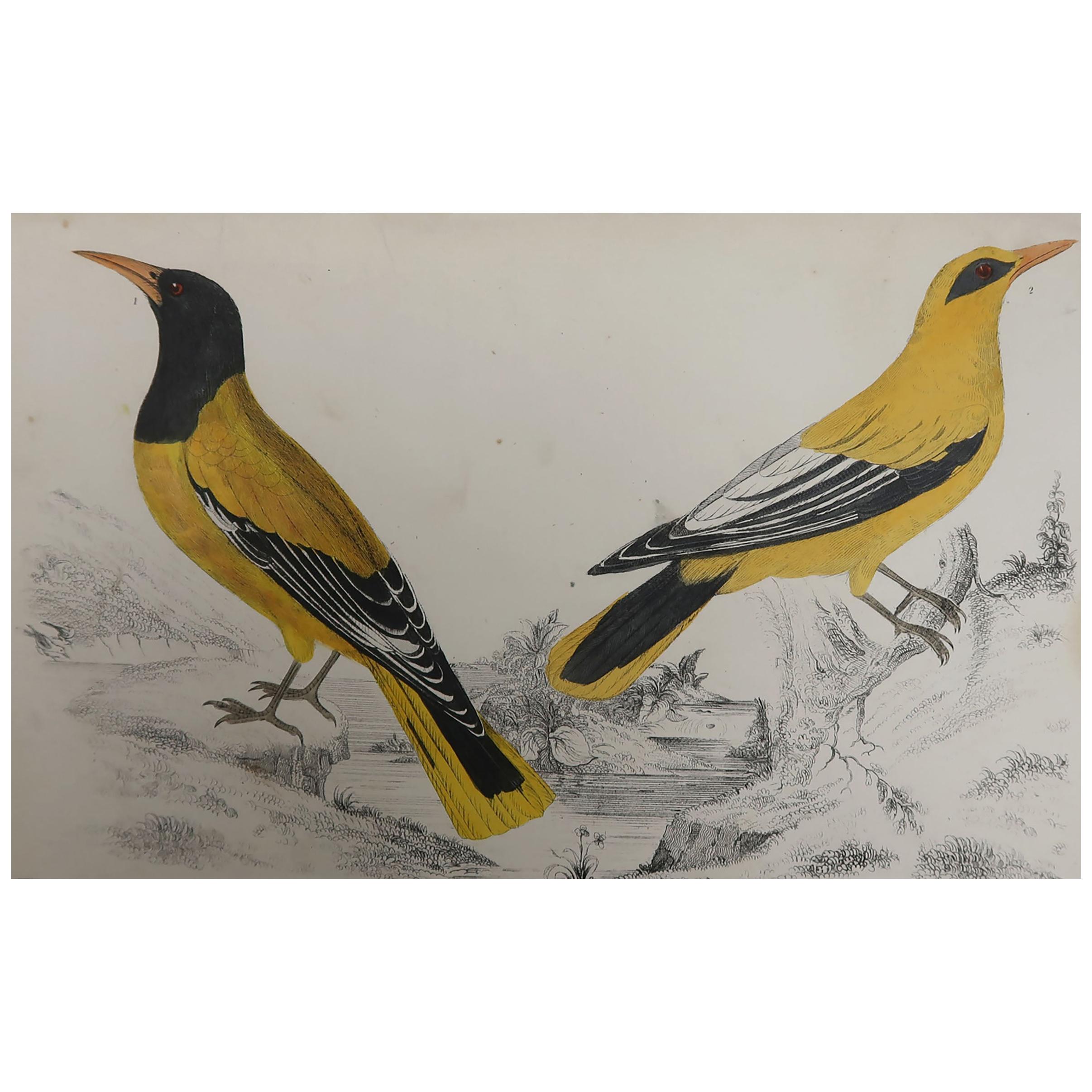 Original Antique Print of Golden Oriole, 1847 'Unframed'