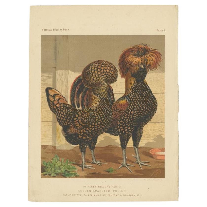 Impression ancienne originale d'un poulet polonais aux couleurs dorées, vers 1880 en vente