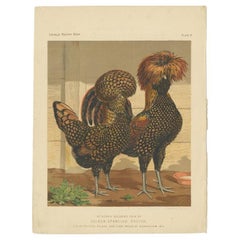 Impression ancienne originale d'un poulet polonais aux couleurs dorées, vers 1880