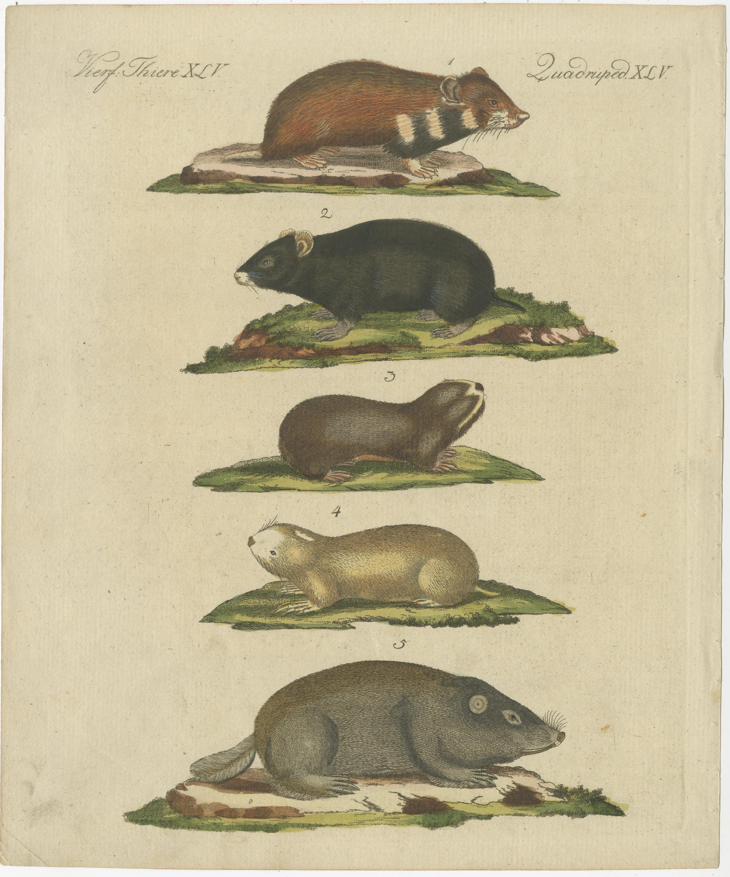 Original antique print of hamsters and field rats. This print originates from 'Bilderbuch fur Kinder' by F.J. Bertuch. Friedrich Johann Bertuch (1747-1822) was a German publisher and man of arts most famous for his 12-volume encyclopedia for