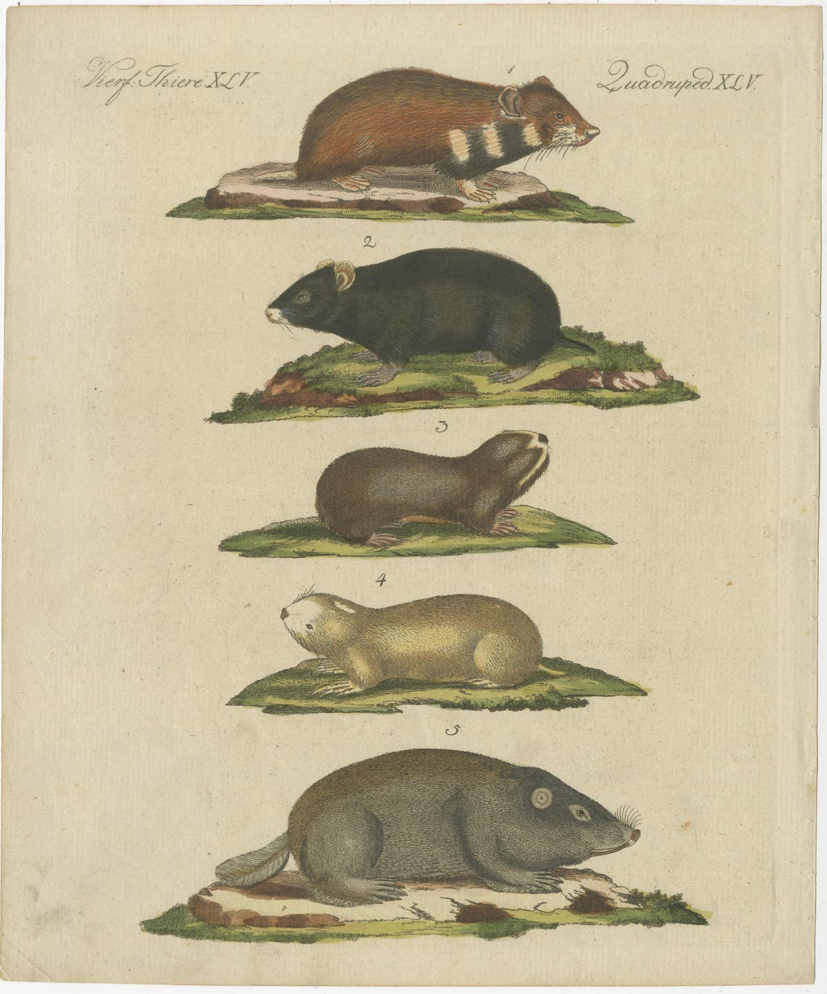 Original Antique Print of Hamsters and Field Rats