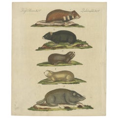 Impression ancienne originale d'hamster et de rats de terrain