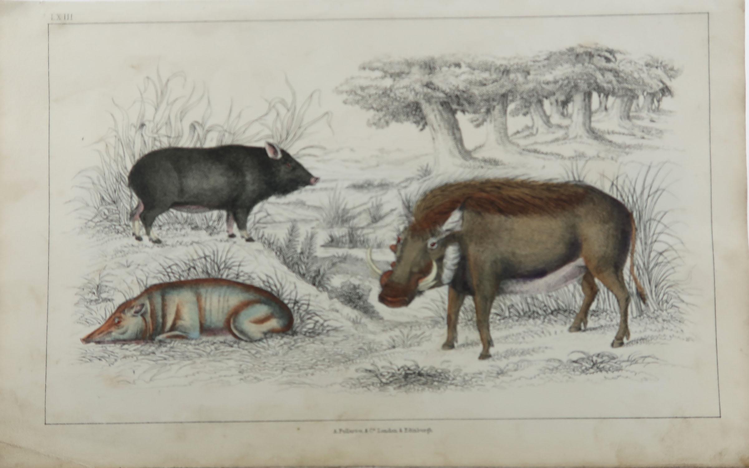 Folk Art Original Antique Print of Hogs / Pigs, 1847 'Unframed'