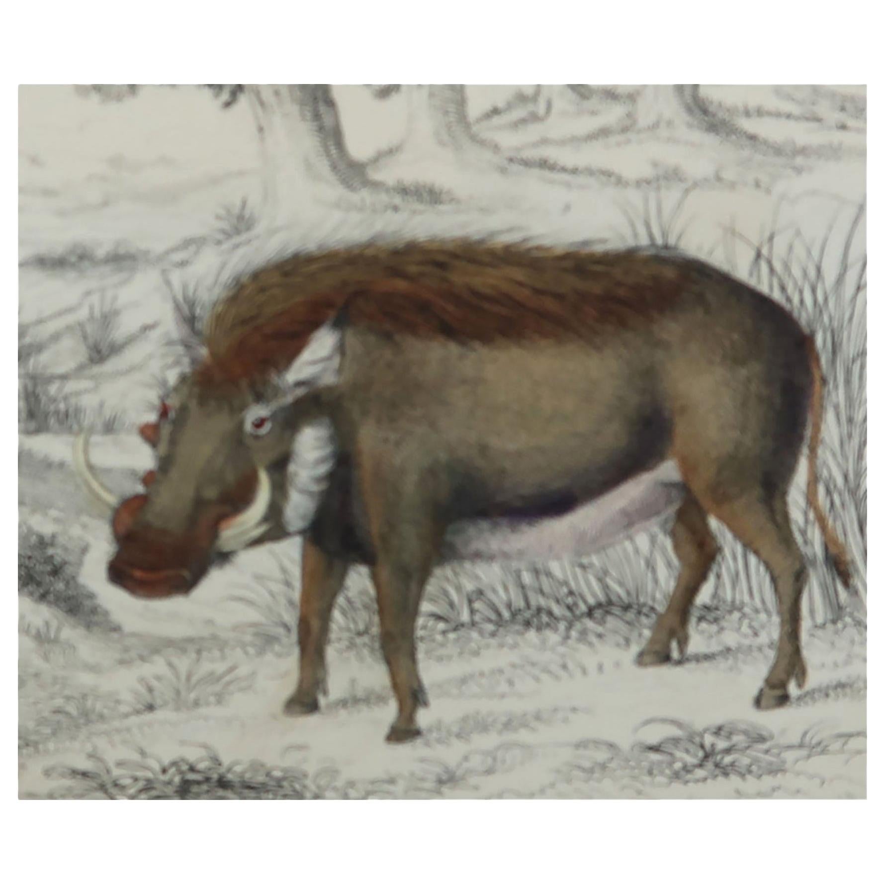 Original Antique Print of Hogs / Pigs, 1847 'Unframed'