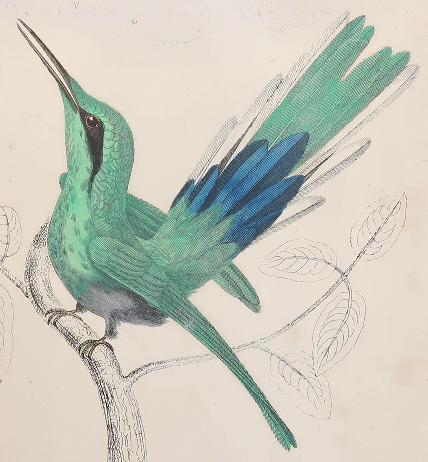 Great image of a hummingbird.

Unframed. It gives you the option of perhaps making a set up using your own choice of frames.

Lithograph after Captain Brown with original hand color.

Published 1847.








