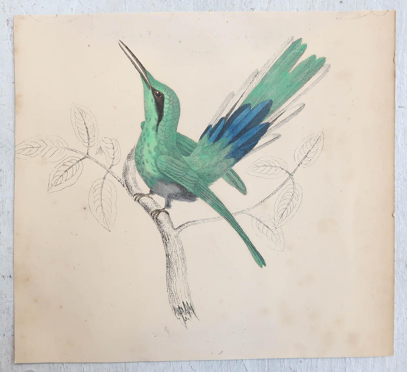 Folk Art Original Antique Print of Hummingbird, 1847 'Unframed'