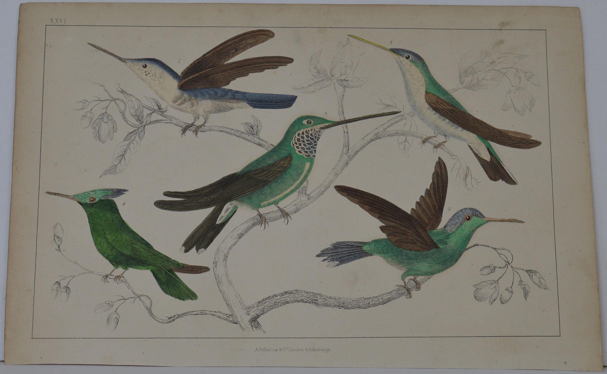 Great image of hummingbirds

Unframed. It gives you the option of perhaps making a set up using your own choice of frames.

Lithograph after Cpt. Brown with original hand color.

Published 1847.

Free shipping.




  