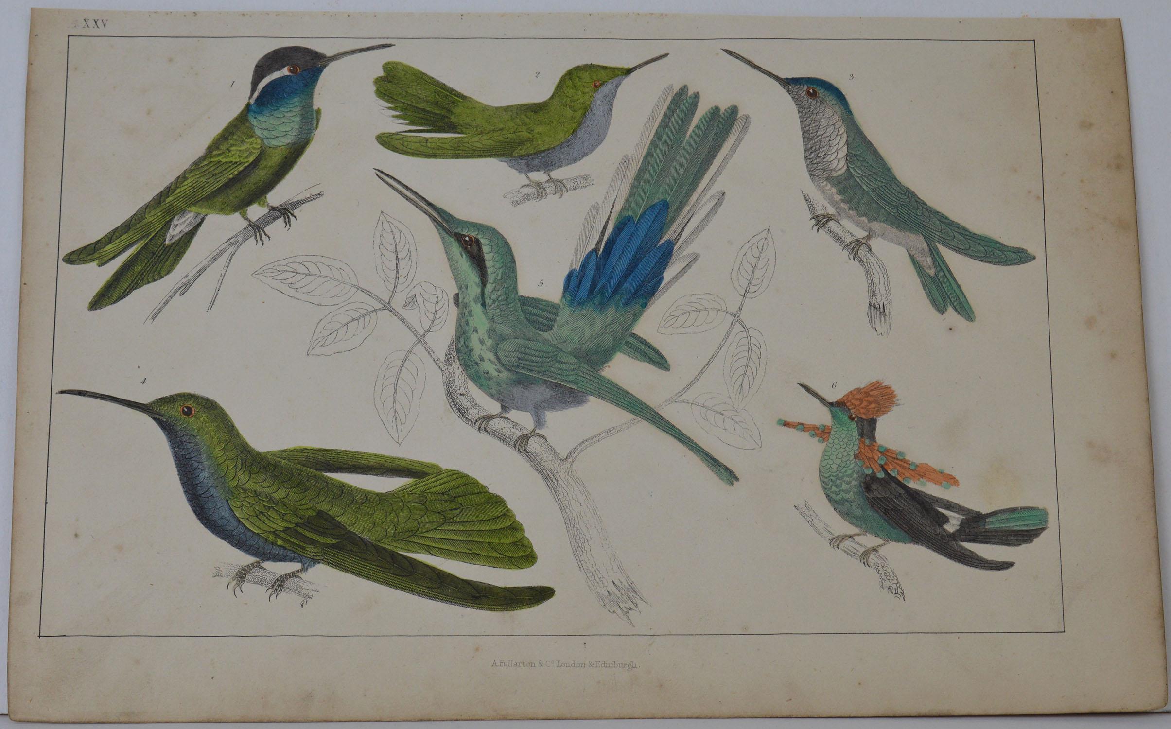 Great image of hummingbirds

Unframed. It gives you the option of perhaps making a set up using your own choice of frames.

Lithograph after Cpt. Brown with original hand color.

Published 1847.

Free shipping.




  