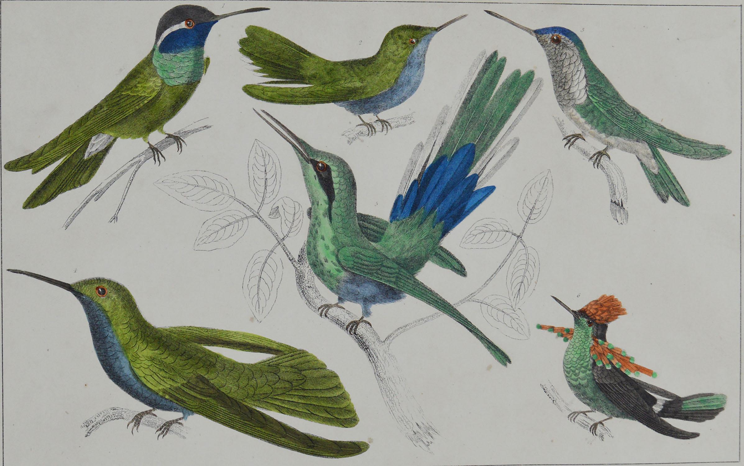 Great image of hummingbirds

Unframed. It gives you the option of perhaps making a set up using your own choice of frames.

Lithograph after Cpt. Brown with original hand color.

Published, 1847.

Free shipping.



 
  
