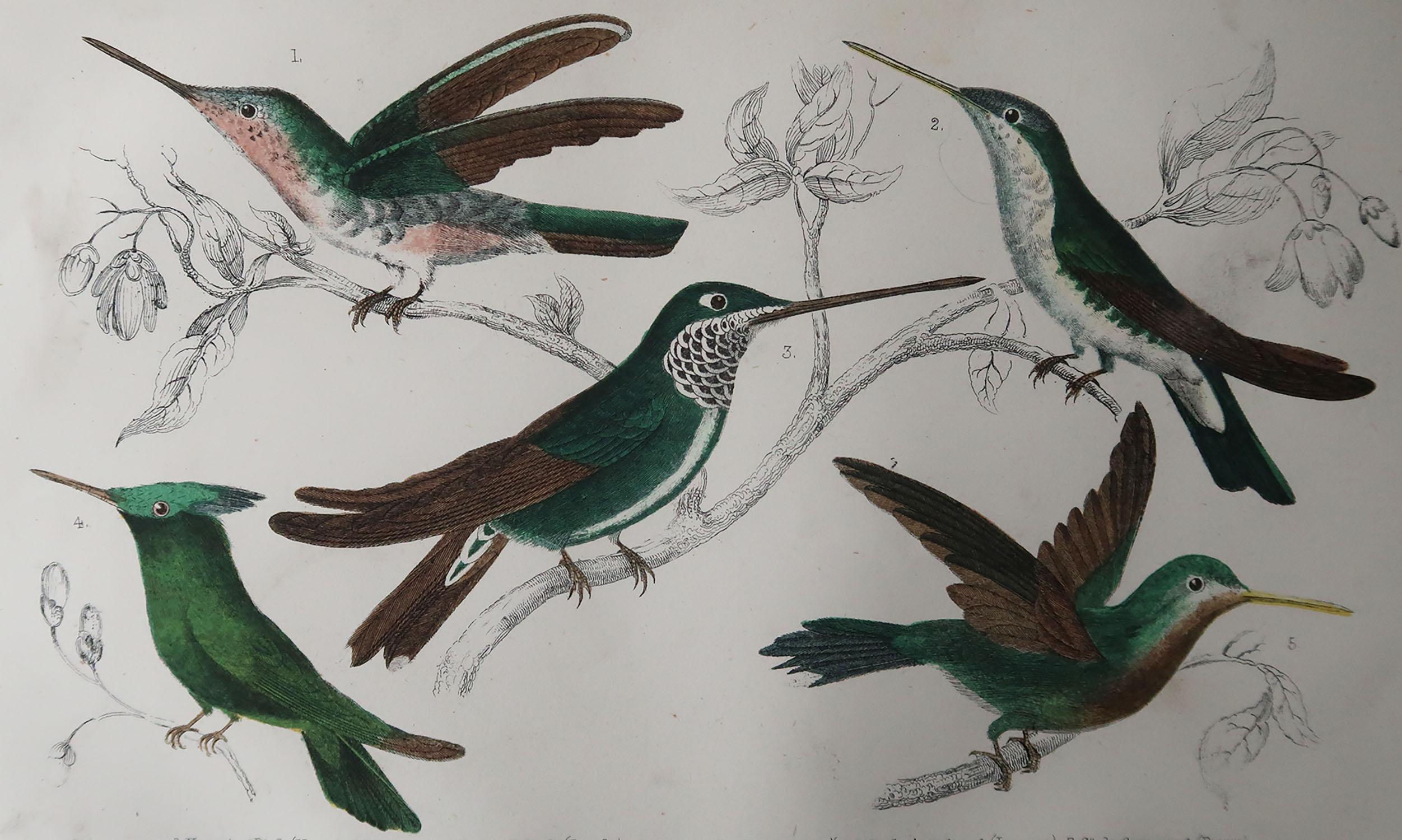 Great image of hummingbirds

Unframed. It gives you the option of perhaps making a set up using your own choice of frames.

Lithograph after Cpt. Brown with original color.

Published, circa 1850

Free shipping.




 