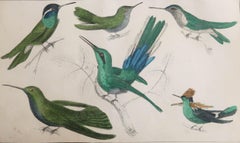 Original Antique Print of Hummingbirds, 1847, 'Unframed'