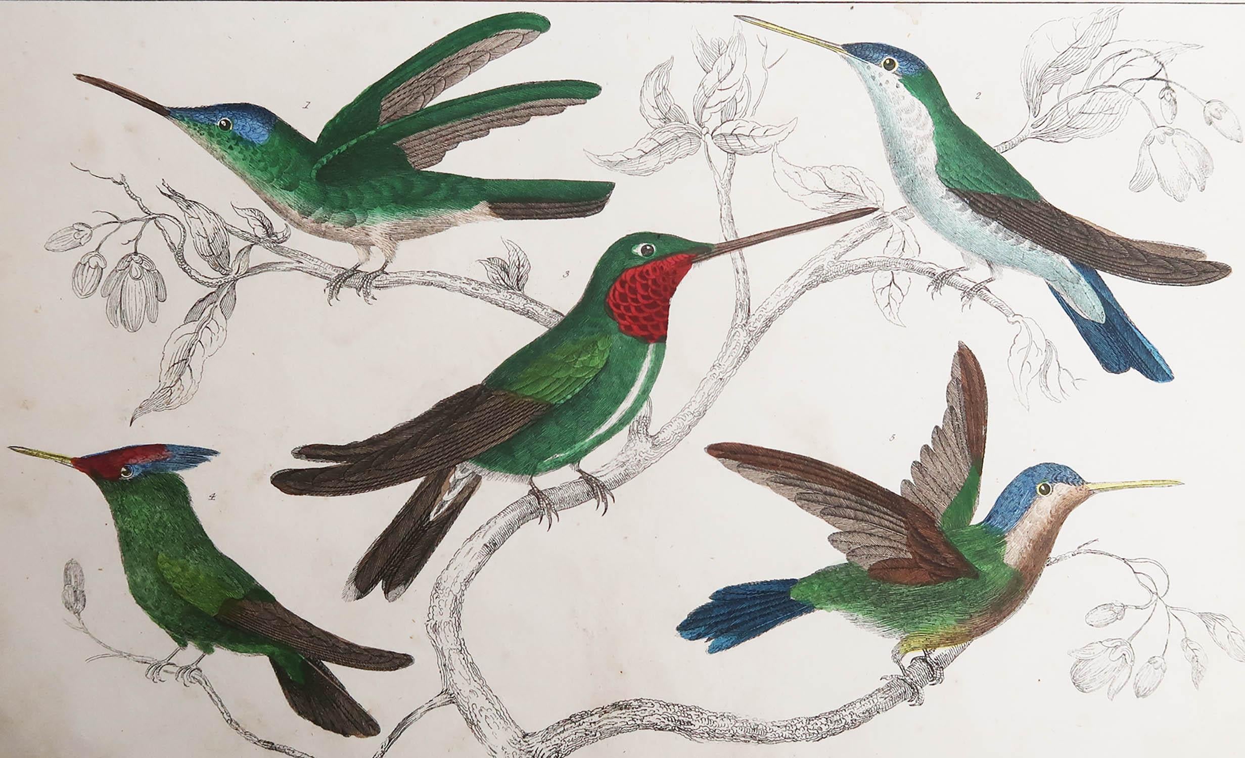Great image of hummingbirds

Unframed. It gives you the option of perhaps making a set up using your own choice of frames.

Lithograph after Cpt. brown with original hand color.

Published, 1847.

Free shipping.




