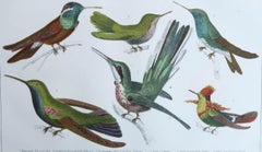 Original Antique Print of Hummingbirds, 1847, 'Unframed'