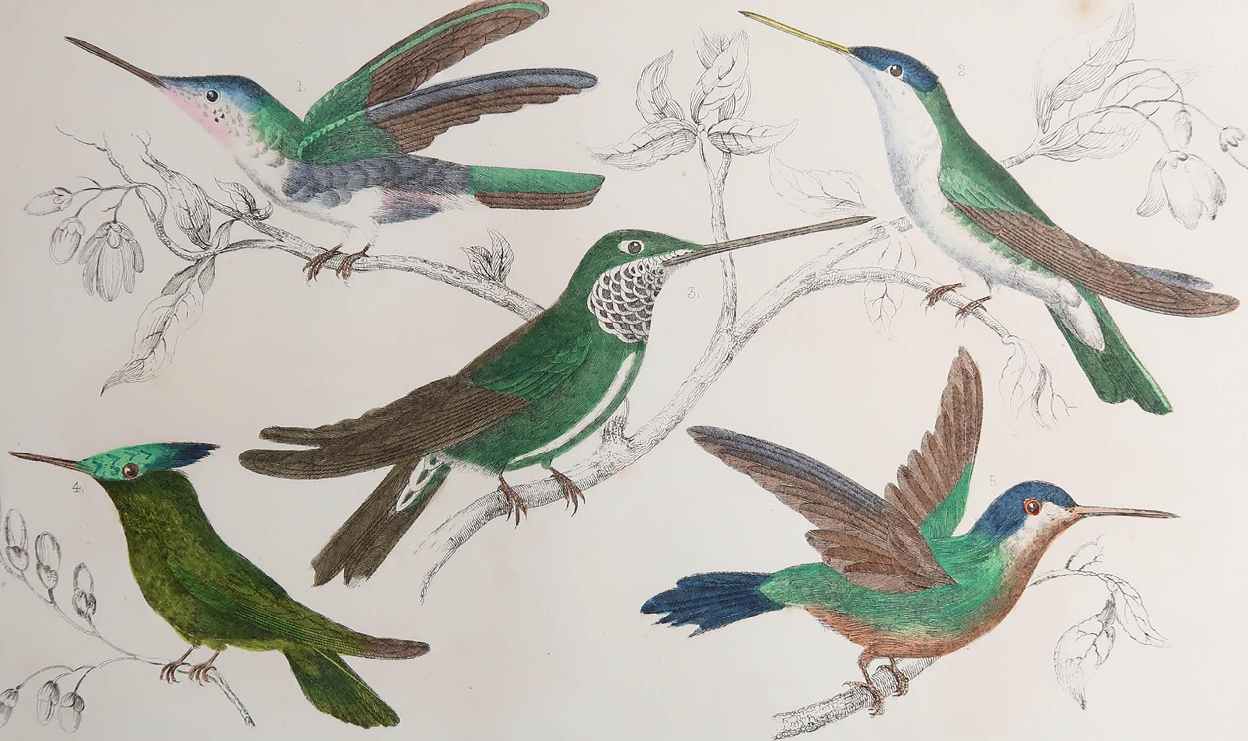 Great image of hummingbirds

Unframed. It gives you the option of perhaps making a set up using your own choice of frames.

Lithograph after Cpt. brown with original hand color.

Published, 1847.




