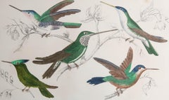 Original Antique Print of Hummingbirds, 1847, 'Unframed'