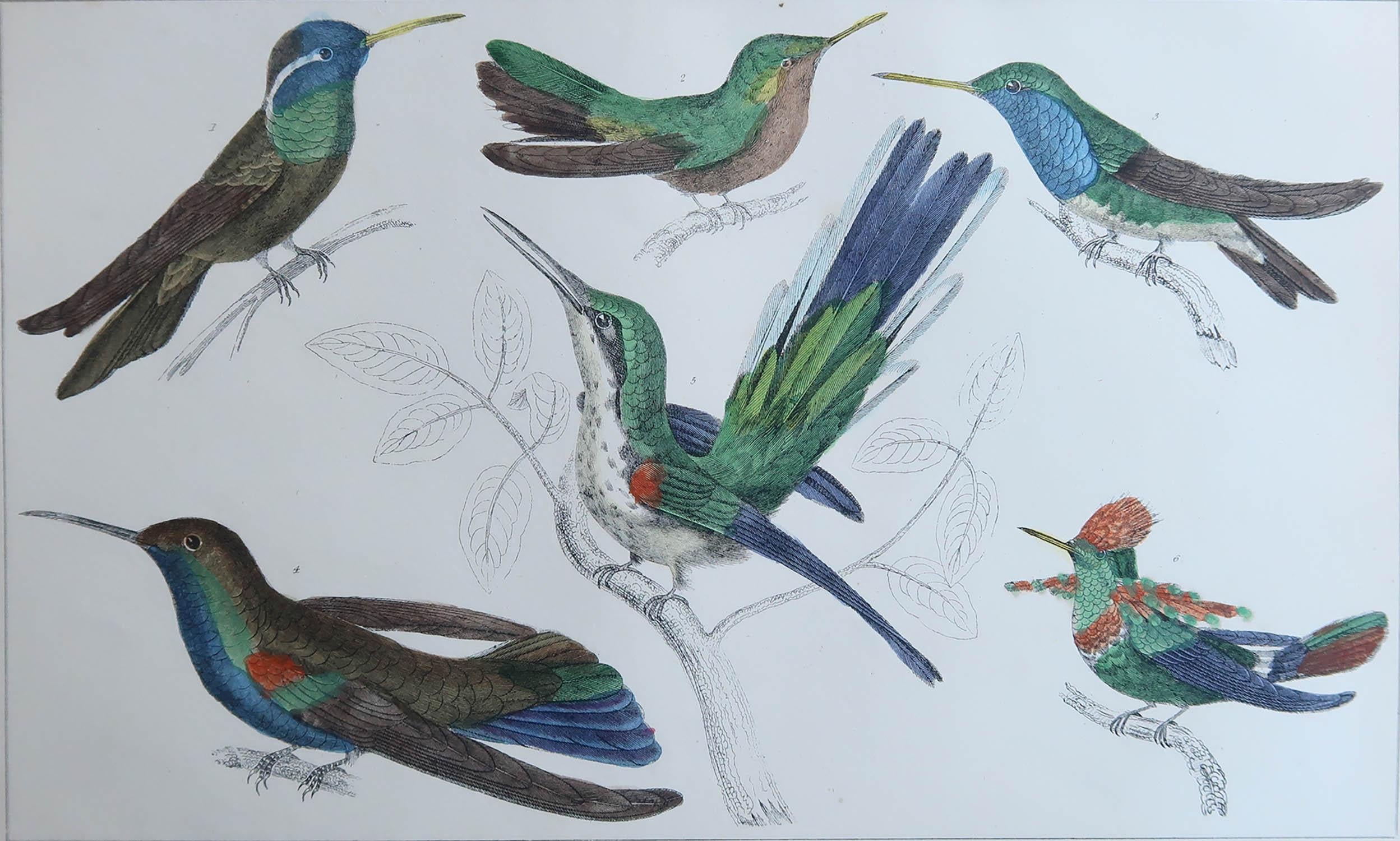 Belle image de colibris

Non encadré. Il vous donne la possibilité de réaliser un montage en utilisant les cadres de votre choix.

Lithographie d'après le Cpt. Brown avec couleur originale à la main.

Publié en 1847.




