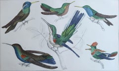 Original Antique Print of Hummingbirds, 1847, 'Unframed'