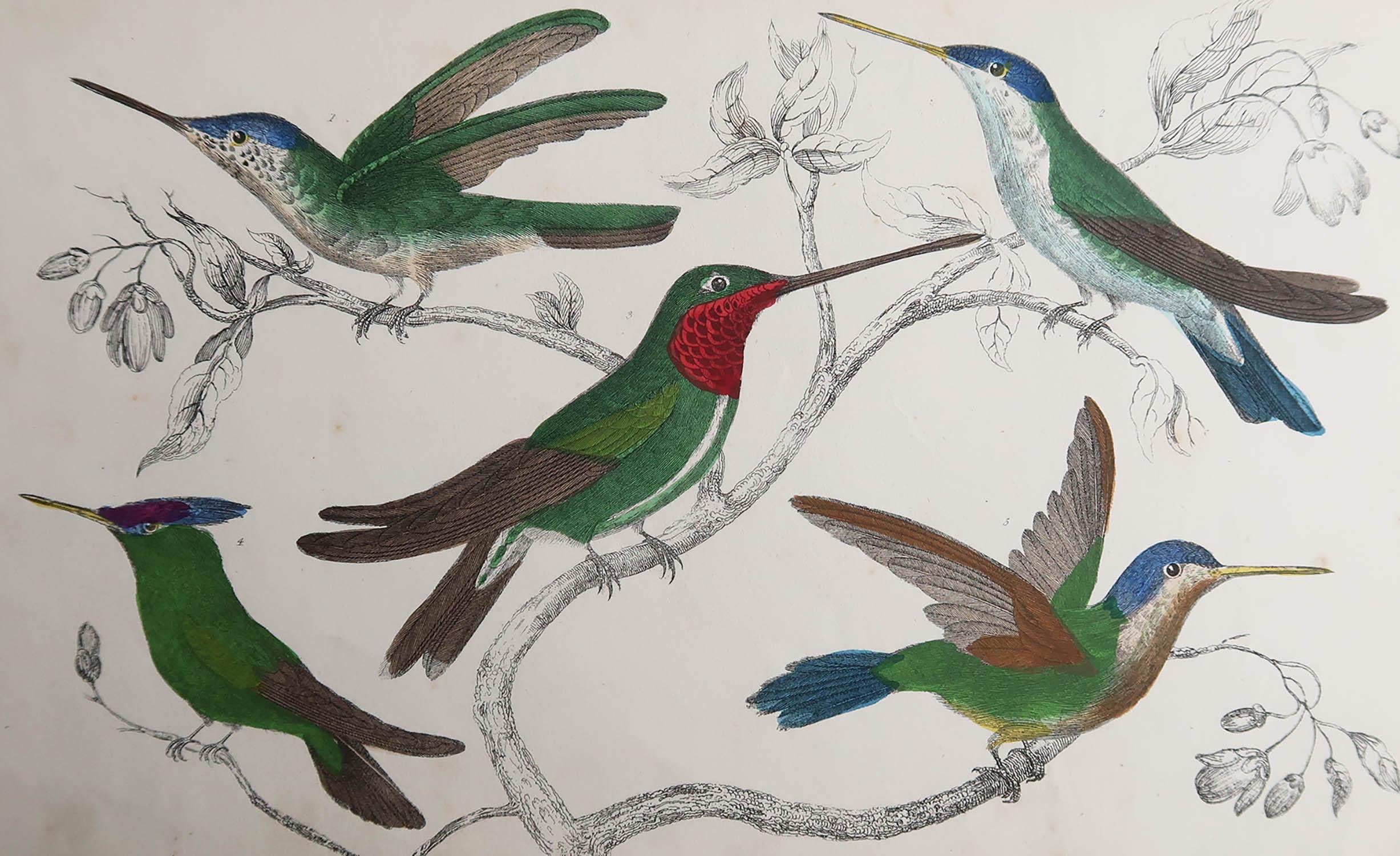 Great image of hummingbirds

Unframed. It gives you the option of perhaps making a set up using your own choice of frames.

Lithograph after Cpt. brown with original hand color.

Published, 1847.



