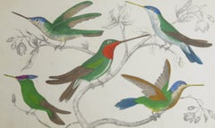Original Antique Print of Hummingbirds, 1847, 'Unframed'