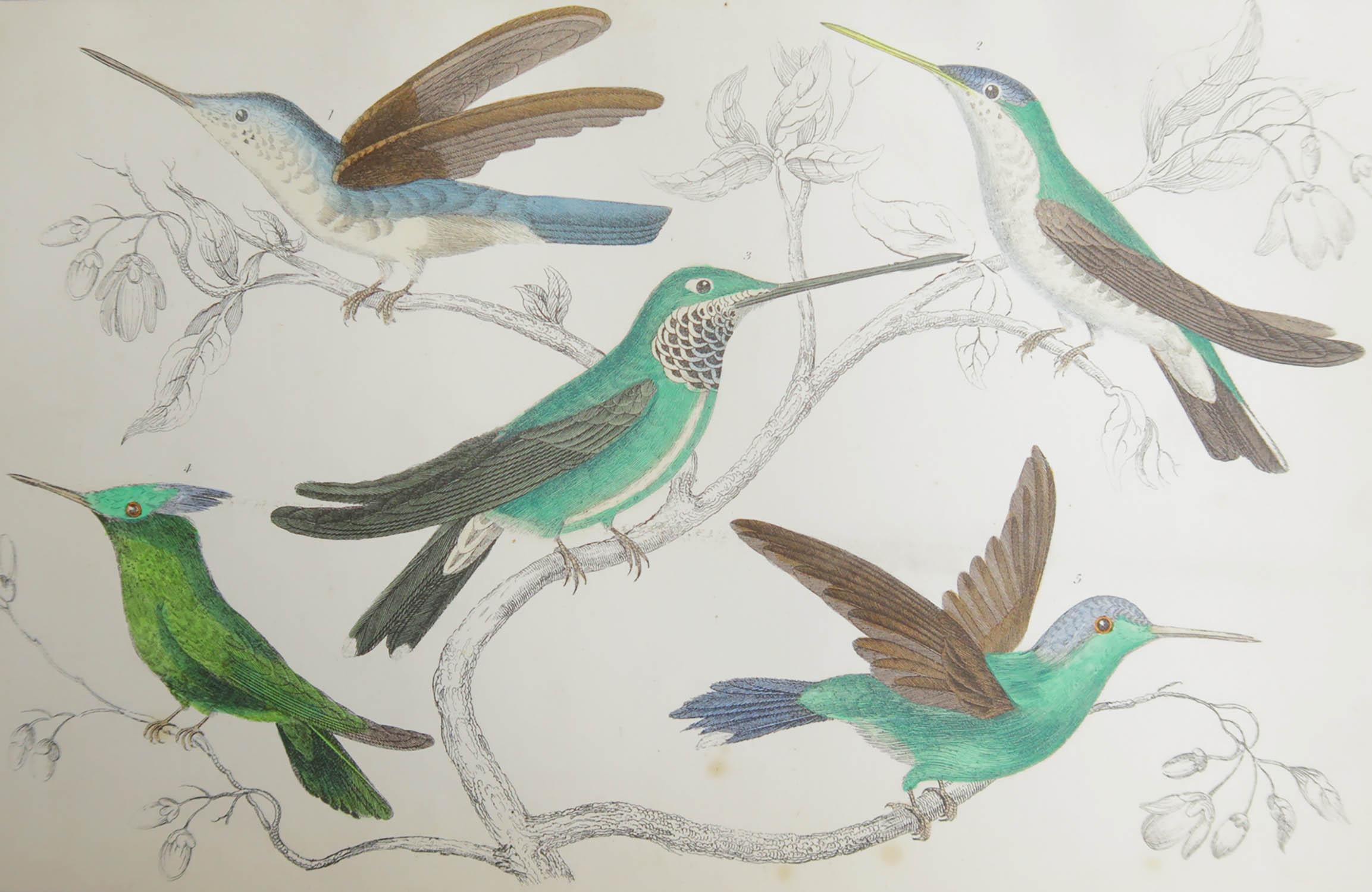 Great image of hummingbirds

Unframed. It gives you the option of perhaps making a set up using your own choice of frames.

Lithograph after Cpt. brown with original hand color.

Published, 1847.



