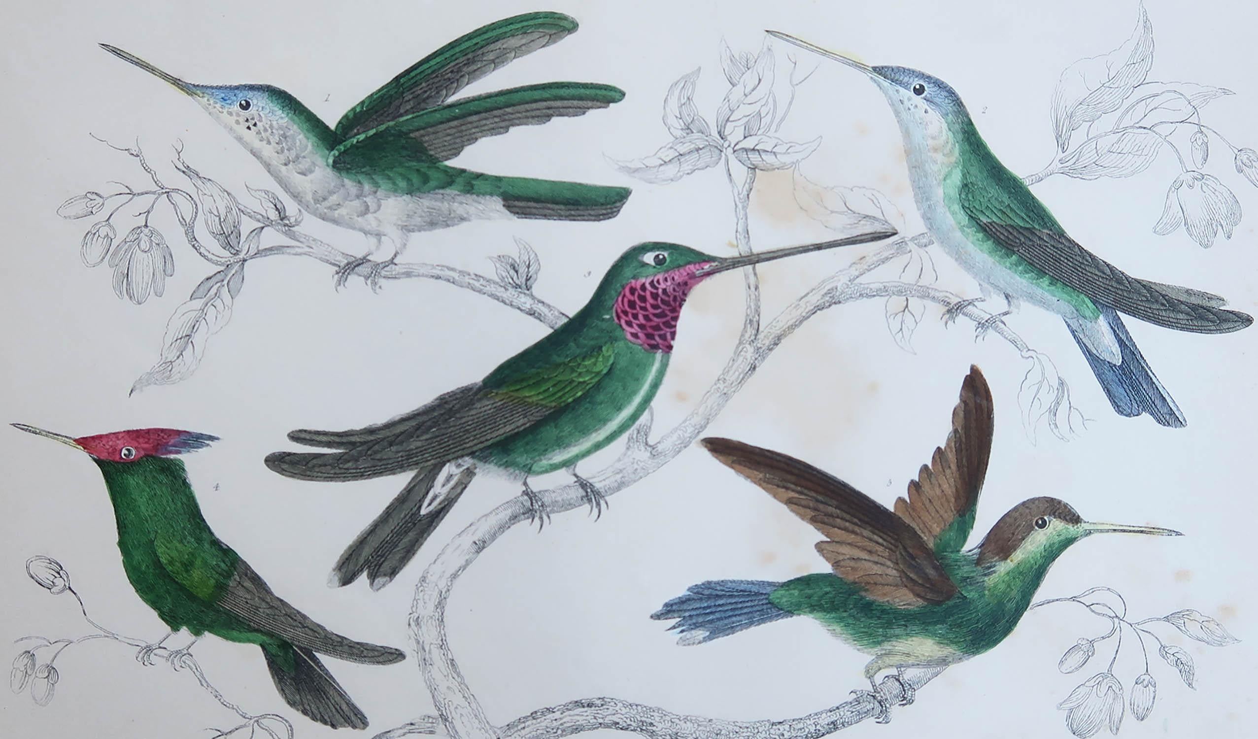 Great image of hummingbirds

Unframed. It gives you the option of perhaps making a set up using your own choice of frames.

Lithograph after Cpt. brown with original hand color.

Published, 1847.




