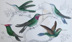 Original Antique Print of Hummingbirds, 1847, 'Unframed'