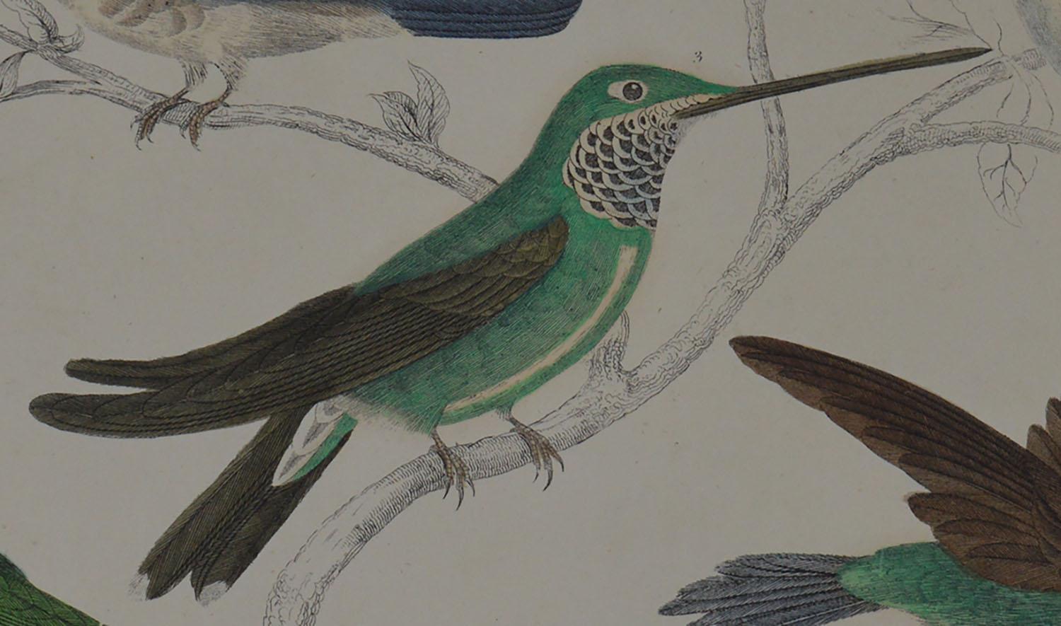 Folk Art Original Antique Print of Hummingbirds, 1847 'Unframed'