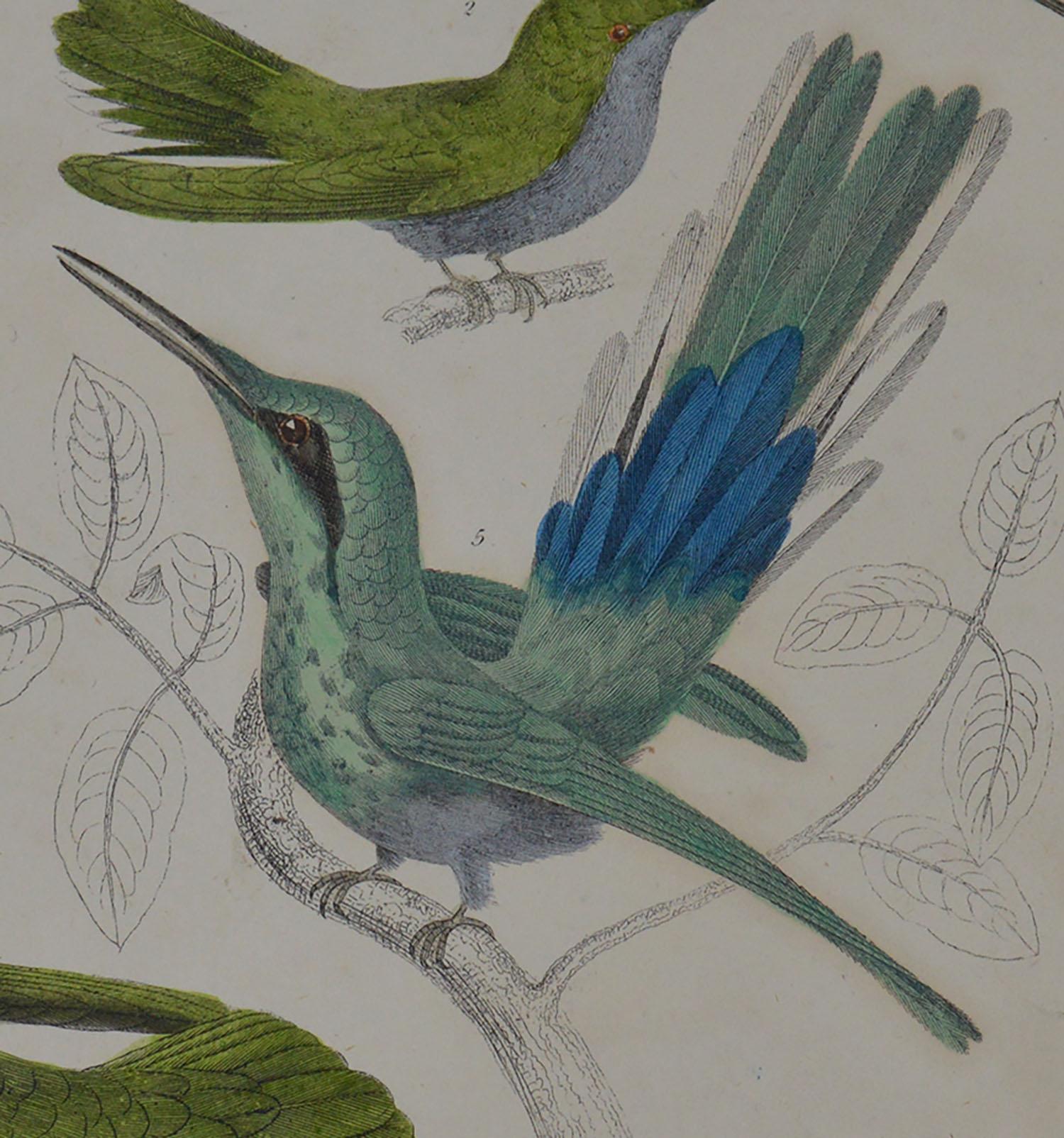Folk Art Original Antique Print of Hummingbirds, 1847 'Unframed'