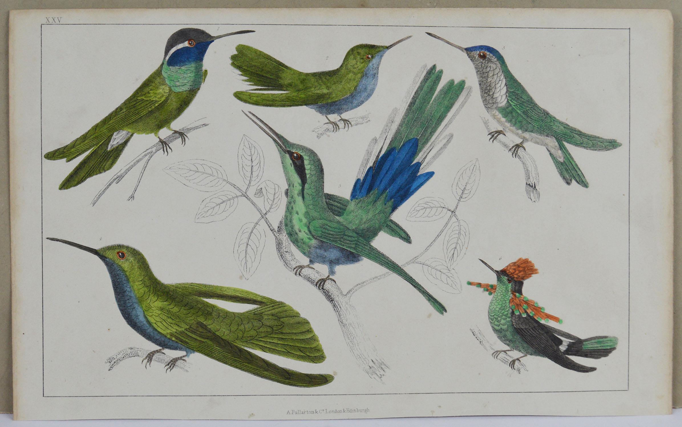 Folk Art Original Antique Print of Hummingbirds, 1847 Unframed