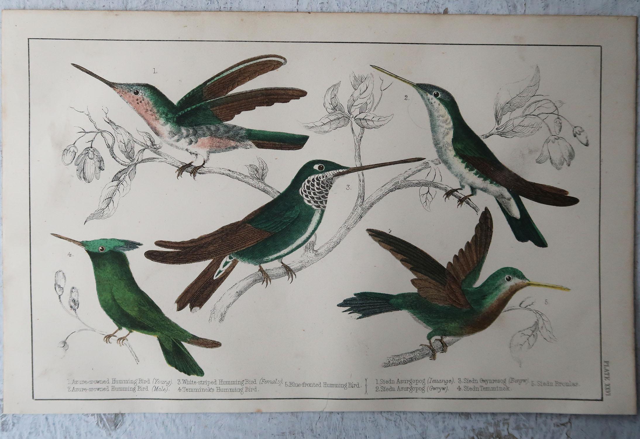 Folk Art Original Antique Print of Hummingbirds, 1847, Unframed