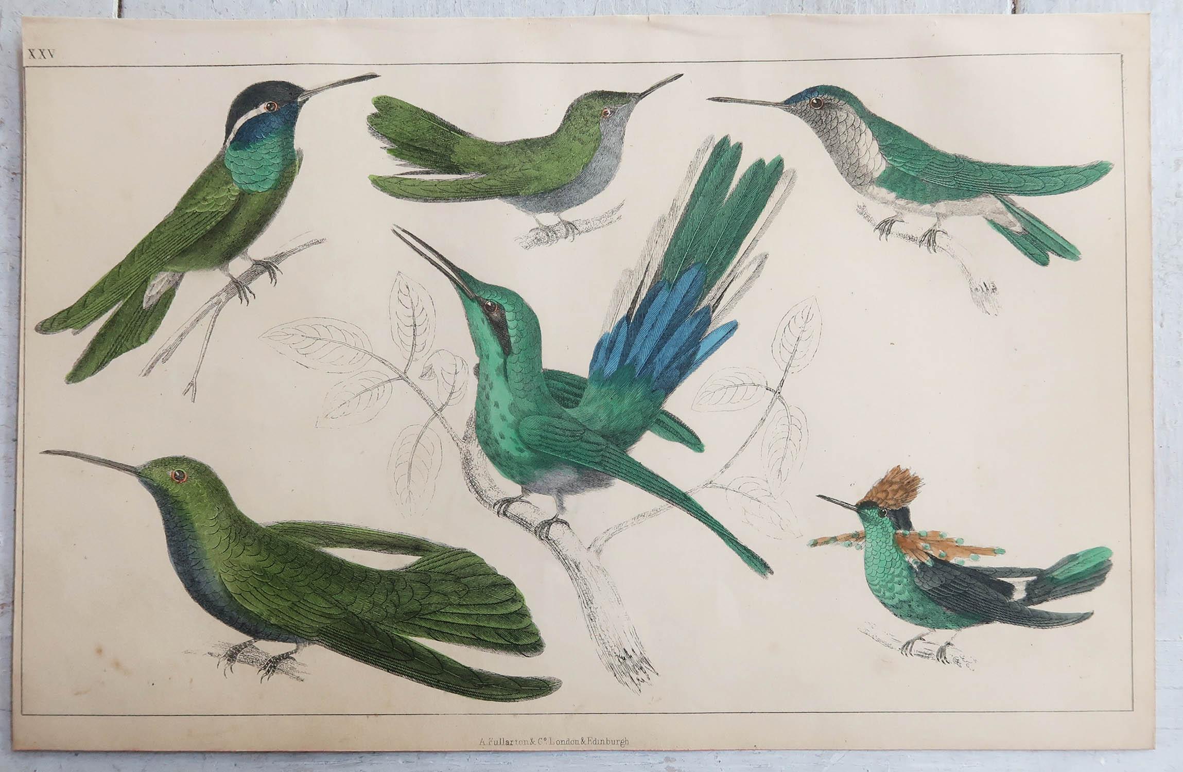 Folk Art Original Antique Print of Hummingbirds, 1847, 'Unframed'