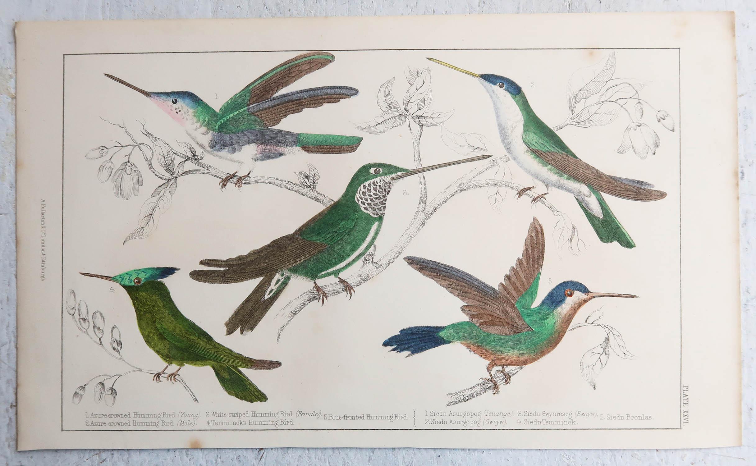 Folk Art Original Antique Print of Hummingbirds, 1847, 'Unframed'