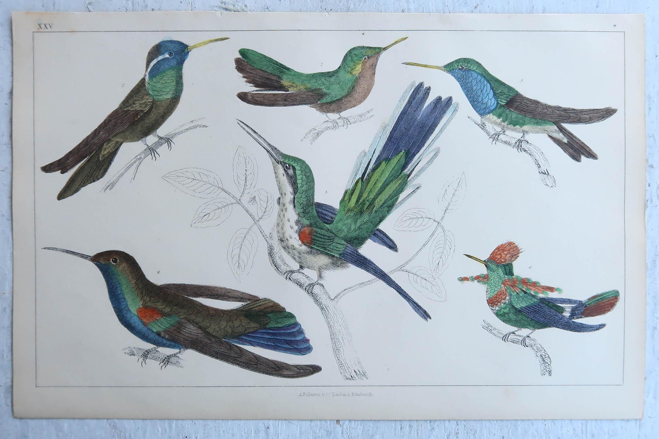 Folk Art Original Antique Print of Hummingbirds, 1847, 'Unframed' For Sale