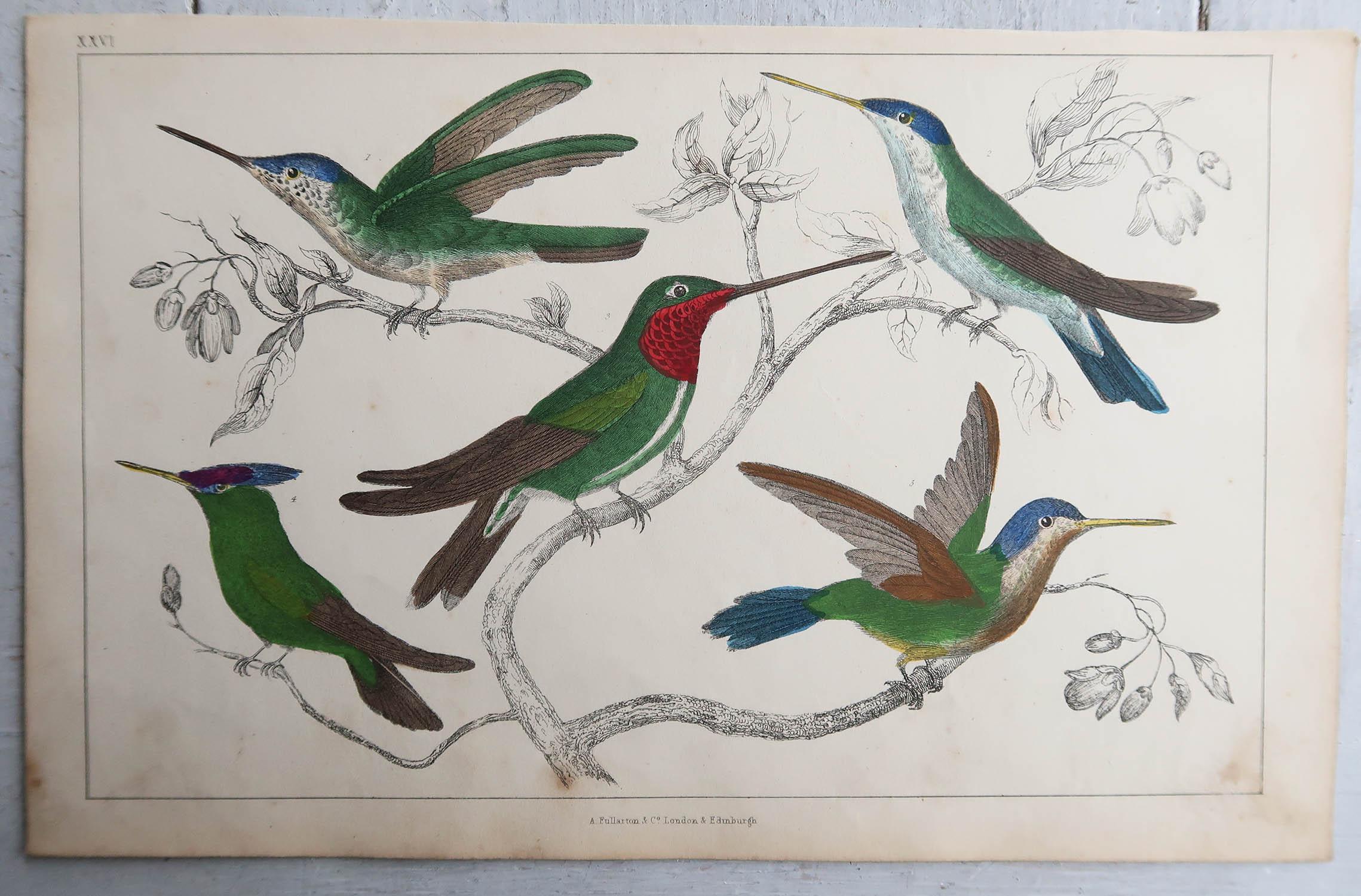 Folk Art Original Antique Print of Hummingbirds, 1847, 'Unframed' For Sale