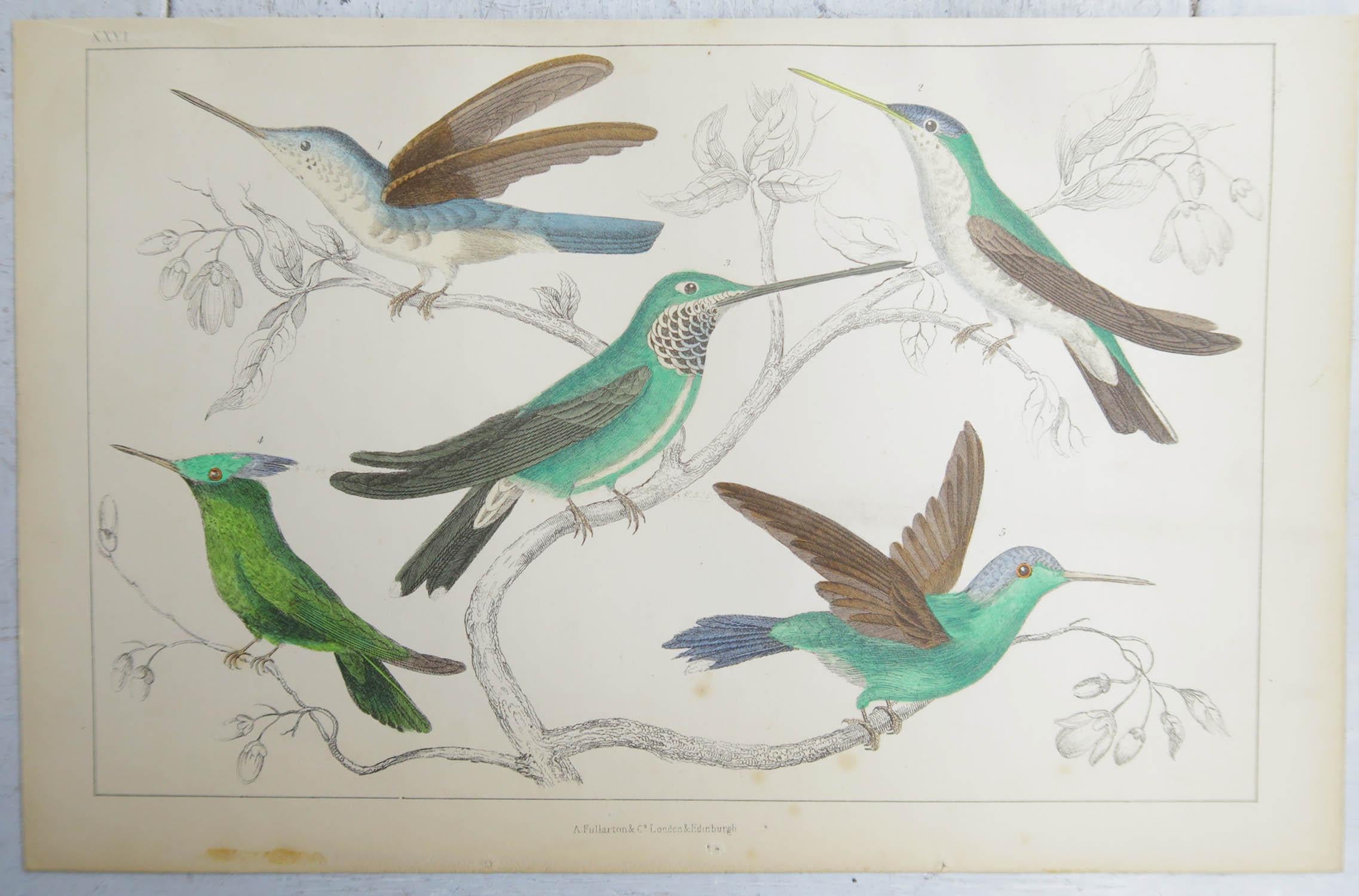Folk Art Original Antique Print of Hummingbirds, 1847, 'Unframed'