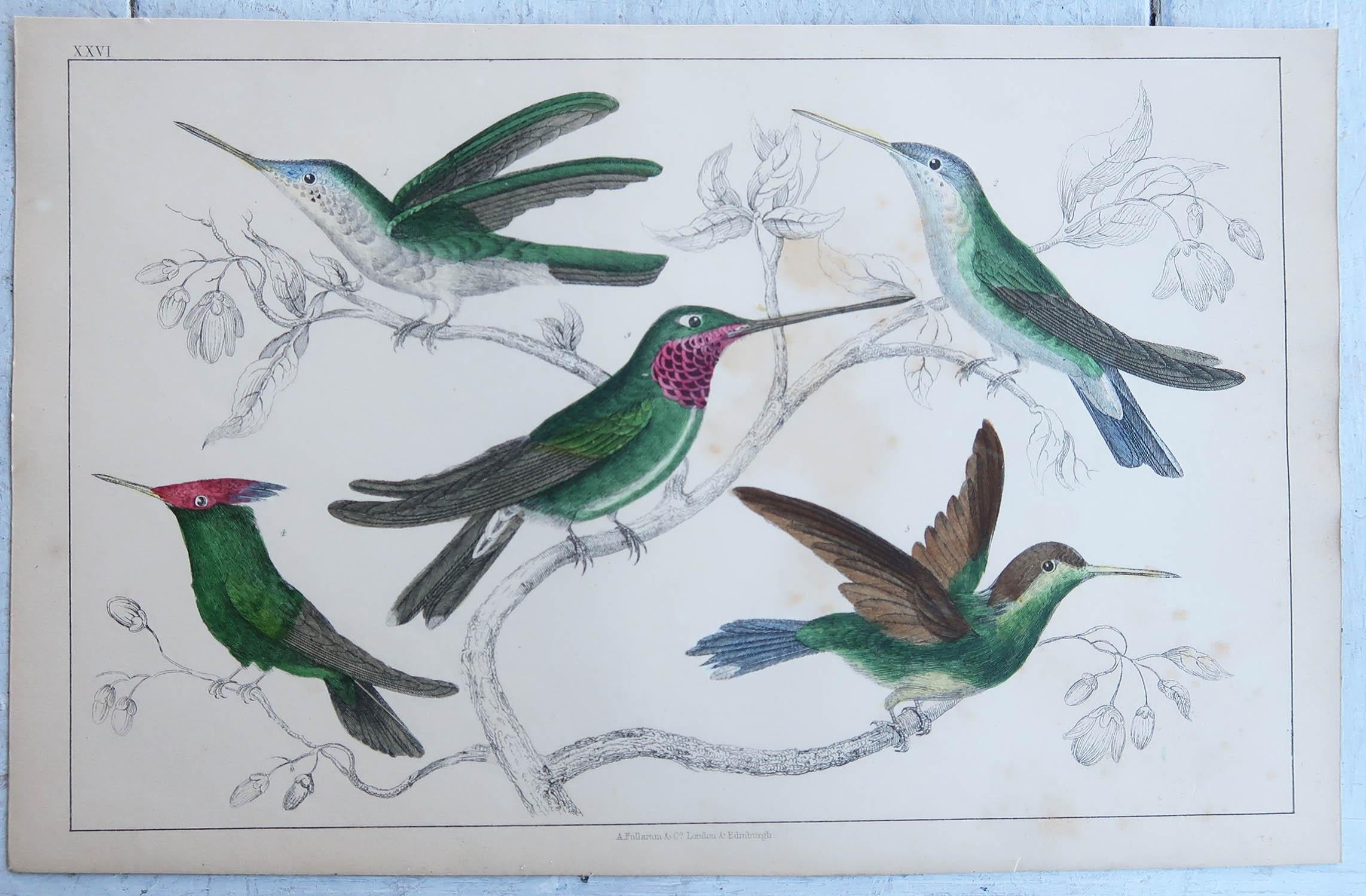 Folk Art Original Antique Print of Hummingbirds, 1847, 'Unframed' For Sale