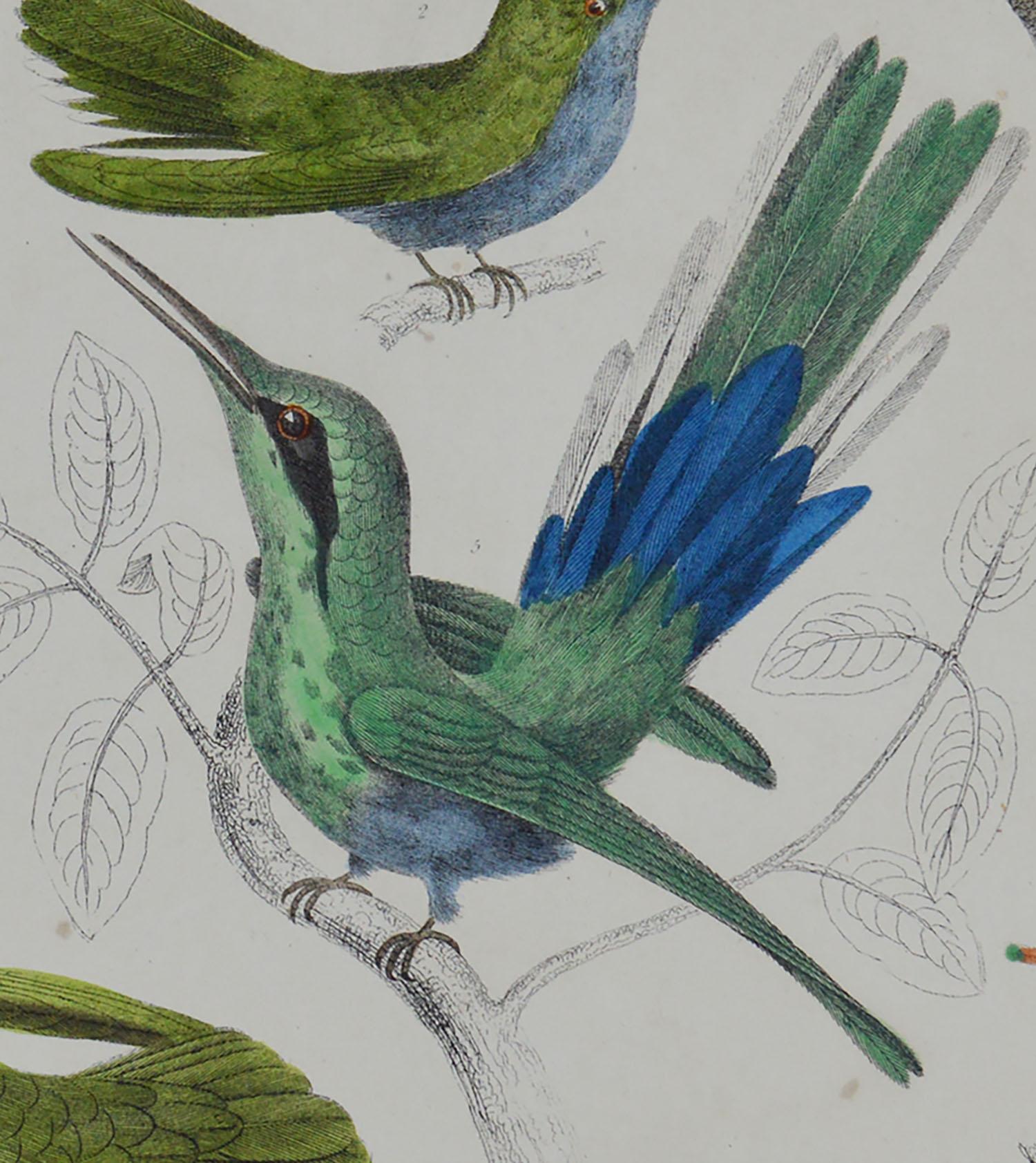 English Original Antique Print of Hummingbirds, 1847 Unframed