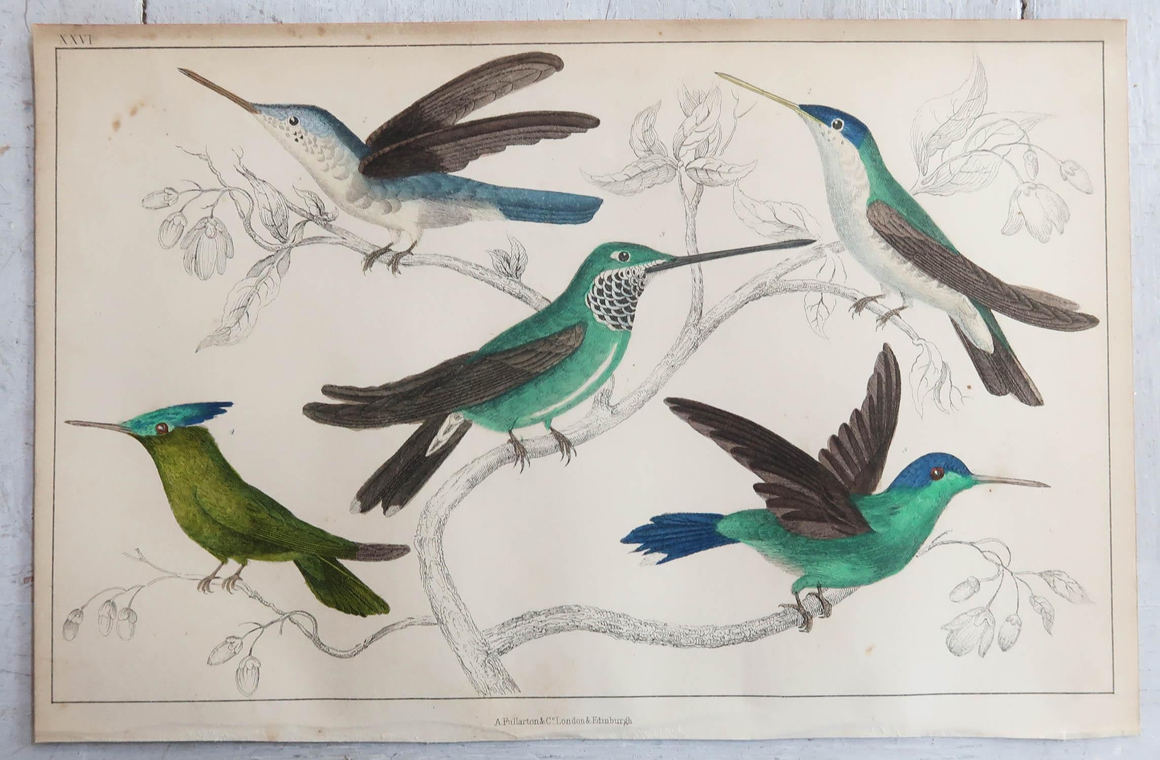 English Original Antique Print of Hummingbirds, 1847, 'Unframed'