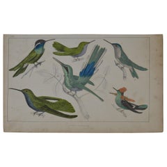Original Antique Print of Hummingbirds, 1847 'Unframed'