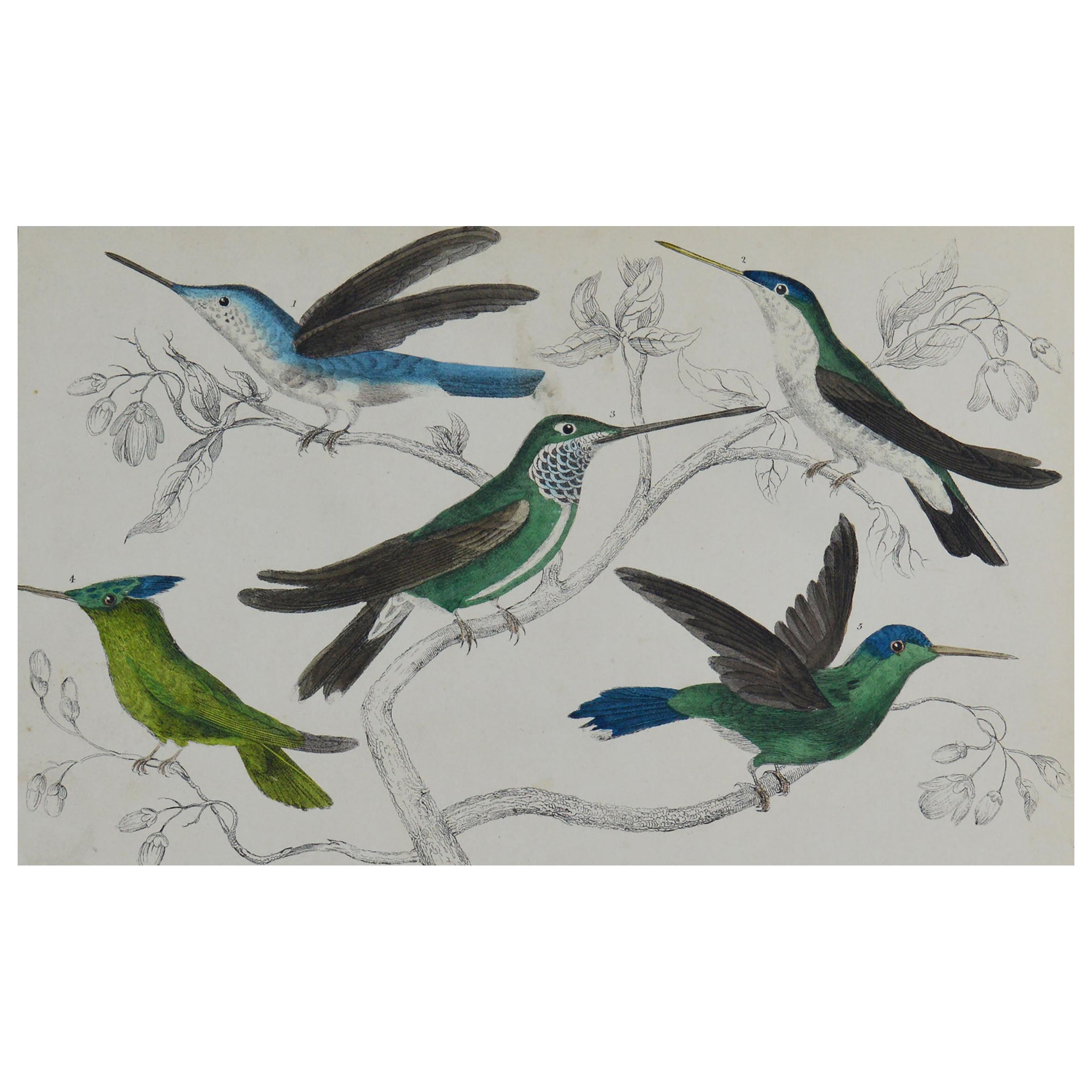 Original Antique Print of Hummingbirds, 1847 Unframed