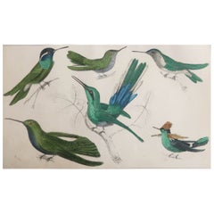 Original Antique Print of Hummingbirds, 1847, 'Unframed'