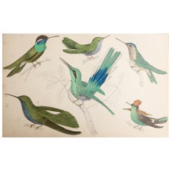 Original Antique Print of Hummingbirds, 1847, 'Unframed'