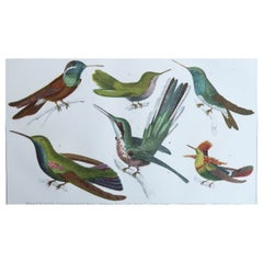 Original Antique Print of Hummingbirds, 1847, 'Unframed'