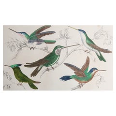 Original Antique Print of Hummingbirds, 1847, 'Unframed'