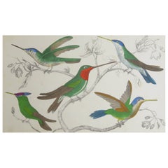 Original Antique Print of Hummingbirds, 1847, 'Unframed'